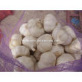 Pure White Garlic from jinxiang